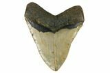 Fossil Megalodon Tooth - North Carolina #172585-2